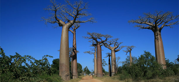 タランギーレ国立公園