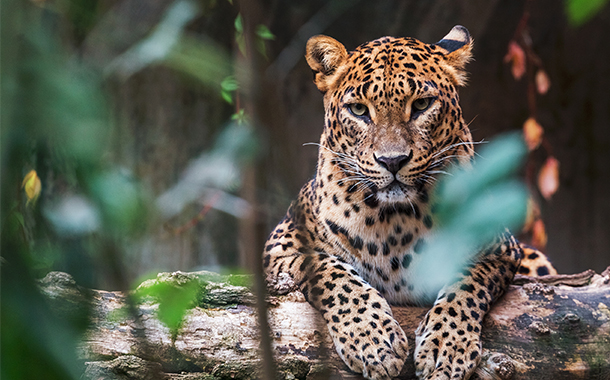 ヤーラ国立公園 ヒョウ