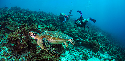 抜群のハウスリーフ Dusit Thani Maldives