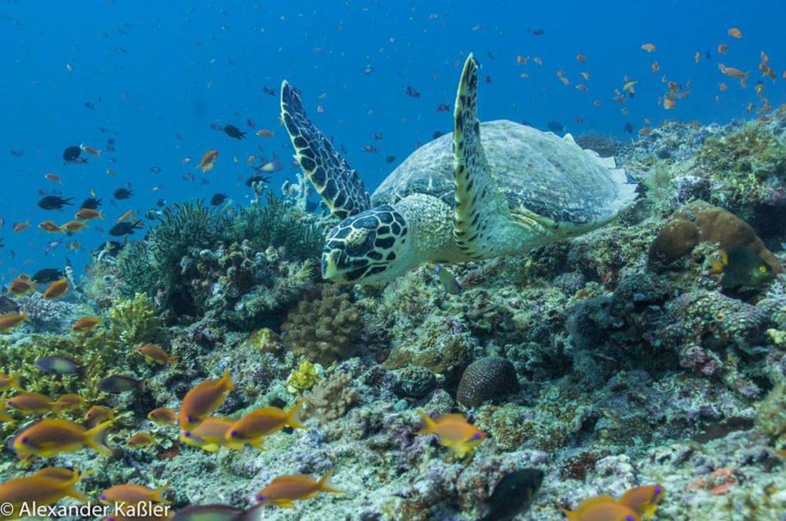 魚影が濃くシュノーケリングにもオススメ