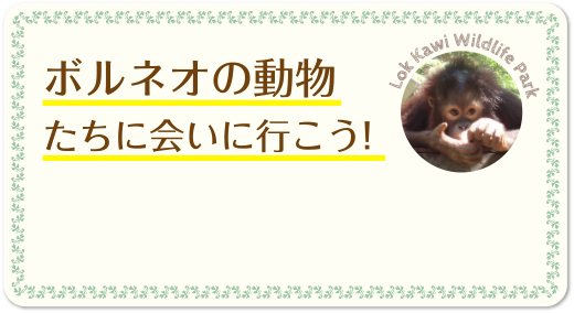 ボルネオの動物たちに会いに行こう!