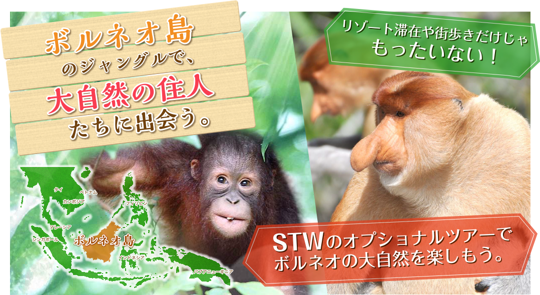 ボルネオ島のジャングルで、大自然の住人たちに出会う。